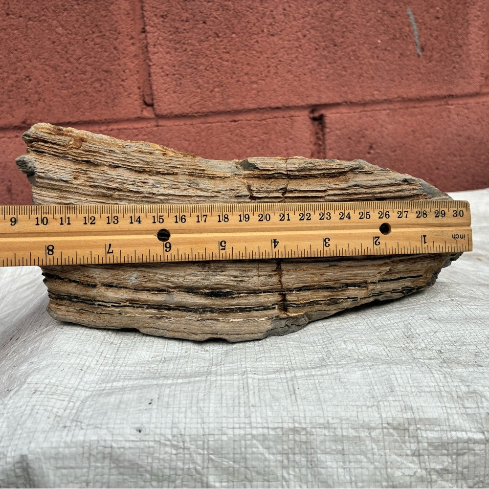 Large Rare Petrified Wood W Agate Veins Specimen Rough 4.4 Lbs - Picture 9 of 16